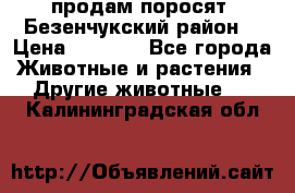 продам поросят .Безенчукский район  › Цена ­ 2 500 - Все города Животные и растения » Другие животные   . Калининградская обл.